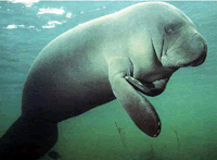 Manatee